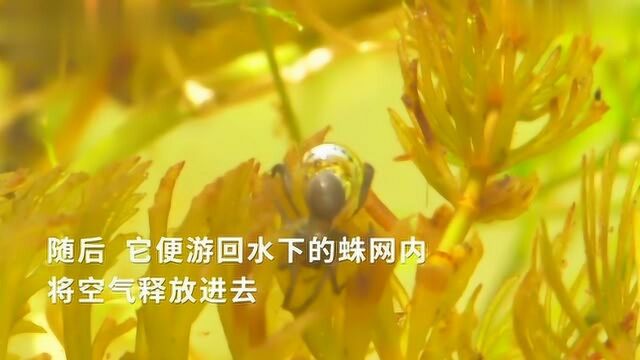 奇妙,实拍水蜘蛛收集空气,潜入水下筑蛛巢