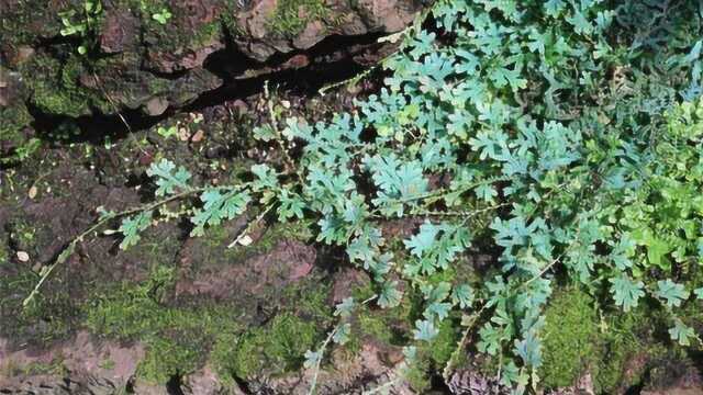 这种野草一年四季常绿,放在房间提神醒脑,古代常用它治病!