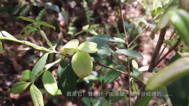 上山打野,油茶树的叶子和果子,童年的味道