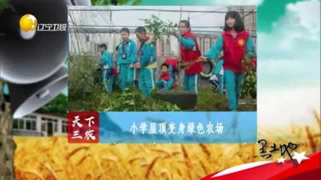 广东:小学屋顶变身绿色农场