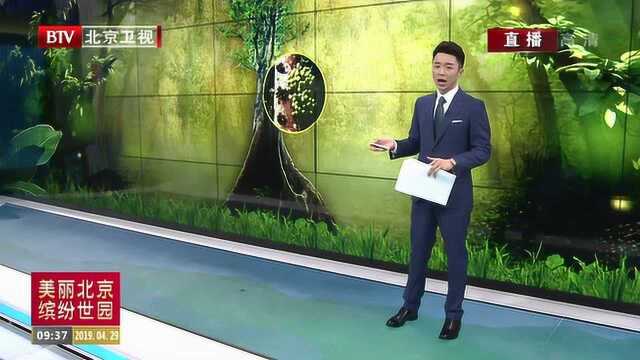 北京世园会:百年云南青果榕 全场最高年纪最大的植物