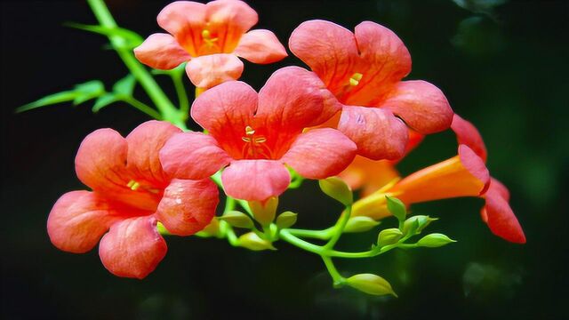 凌霄花开意高远,村里人常栽种,能观赏止痒祛湿治消渴!