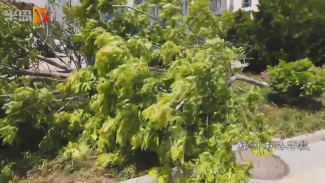 青岛这暴脾气的风!大树都被它连根拔起