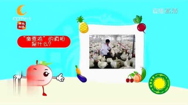 网传的“激素鸡”真的存在吗?真相并不是