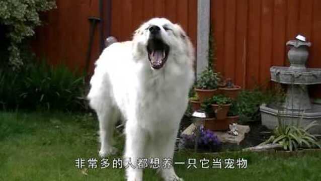 温柔可爱的大白熊犬,却因为自己的身型太大,而被许多国家禁养