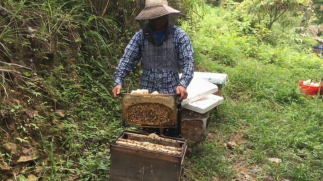 农村小伙大山里摇蜜,蜂蜜原来是这样弄出来的,长见识了