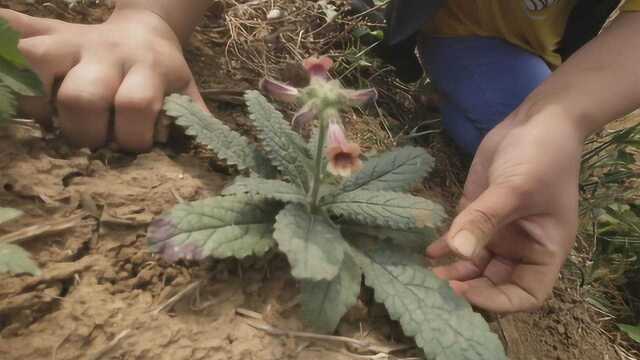 农村这种珍贵稀少的草药,野生地黄,你知道它的厉害用途吗?