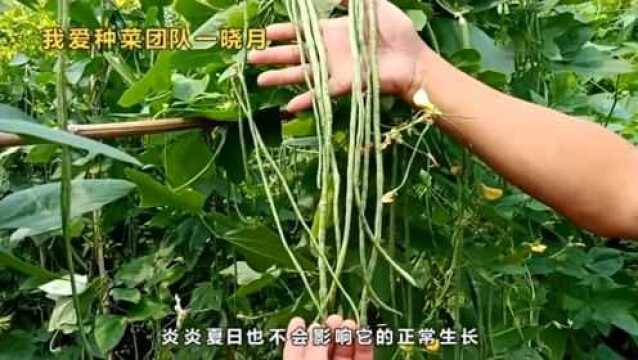 豇豆是春季夏季都能种哦—豇豆种植全程