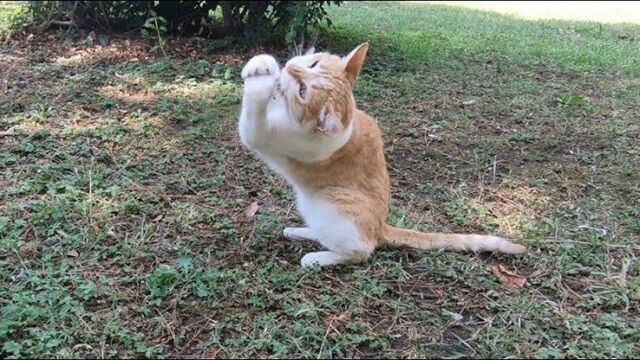 趣味酷宠:作揖求食物的大黄猫