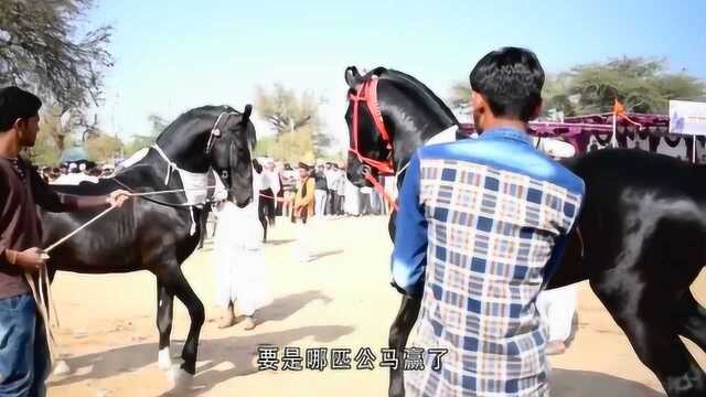 激烈的斗马比赛,两匹公马为母马而战,打起架来真可怕