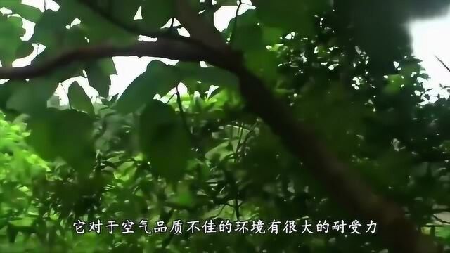 构树的功效与作用是什么