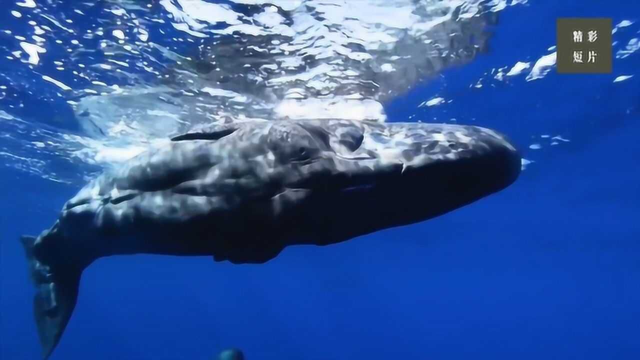 人类对语言学的研究已经深入海洋生物!期待和抹香鲸聊天的场景!