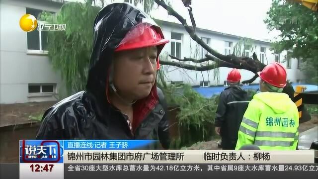 锦州:持续降雨土壤饱和度高,市内43处树木倒伏