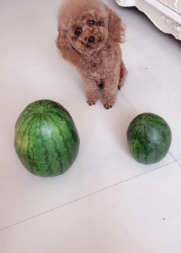 大西瓜小西瓜要哪个？泰迪竟这样选，简直太逗了！