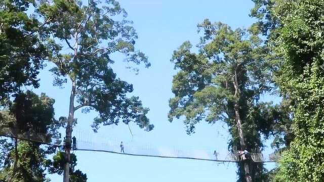 中国唯一被世界公认的热带雨林,西双版纳望天树景区