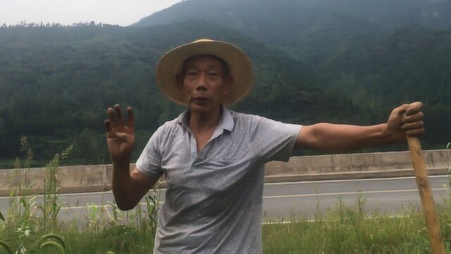 能熬出米油的山小米快成熟了,今年价格会涨吗?听农村大爷怎么说