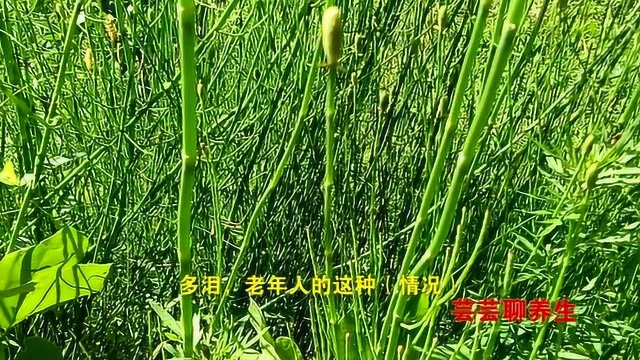 木贼疏散风热、明目退翳,多用于视力减退,常治疗风寒湿邪