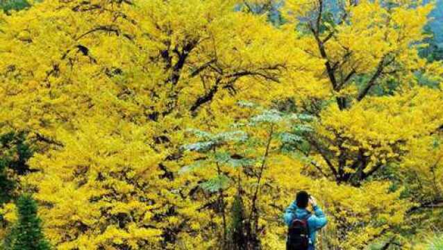 秋天最美的村庄,被誉为中国第一银杏村,漫山尽带黄金甲