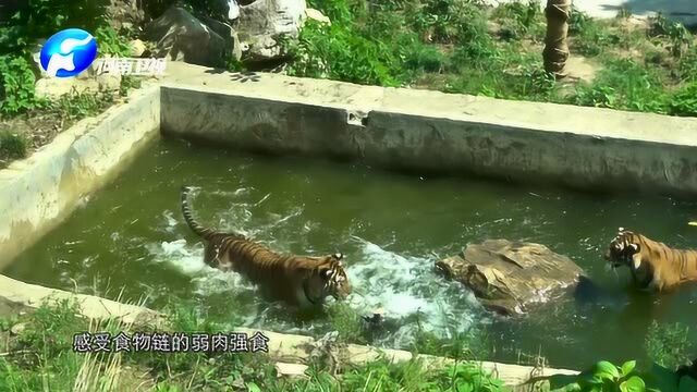 乡村振兴看栾川——走进虎园仓房