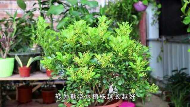 盆栽米兰,养护注意这“三点”,植株全年都可赏花