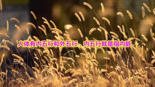 八字入门基础 第六章 地支对应人体器官