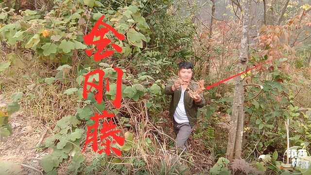 这种植物的名字非常霸气,林哥挖回去顿猪肉吃,根长得真不一般