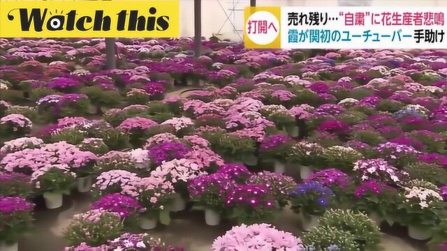 疫情影响 日本鲜花销量低迷 政府官员学网上带货