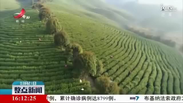 靖安:4万亩茶山正飘香 首批白茶采摘忙