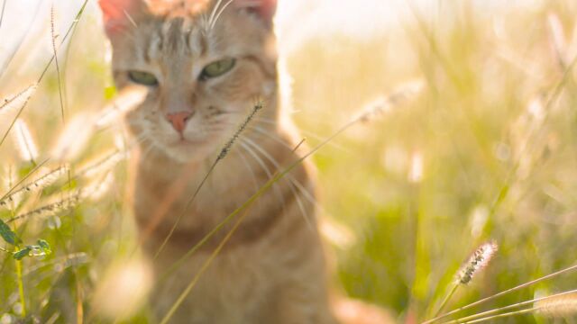 禁食猫狗!深圳“禁野令”5月1日起正式实施