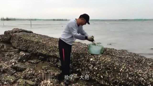 赶海来对了地方,发现一大片的海蛎窝,撬了一下午都不肯走