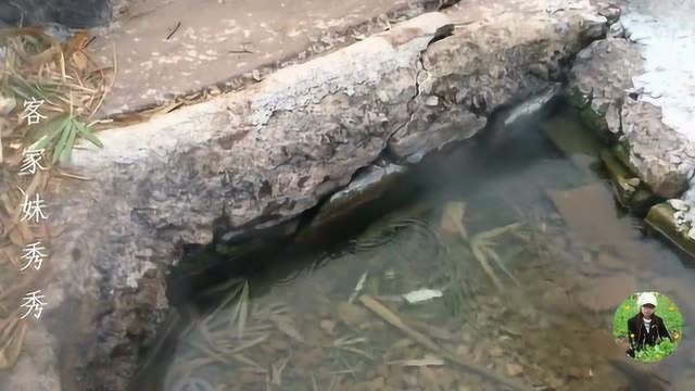 广东梅州温泉村,露天温泉热水随地流出,男女免费冲洗