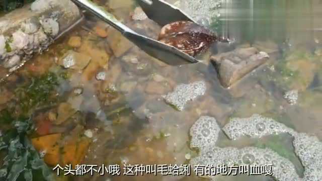 赶海带着一个大钳子,美女收获了很多海鲜