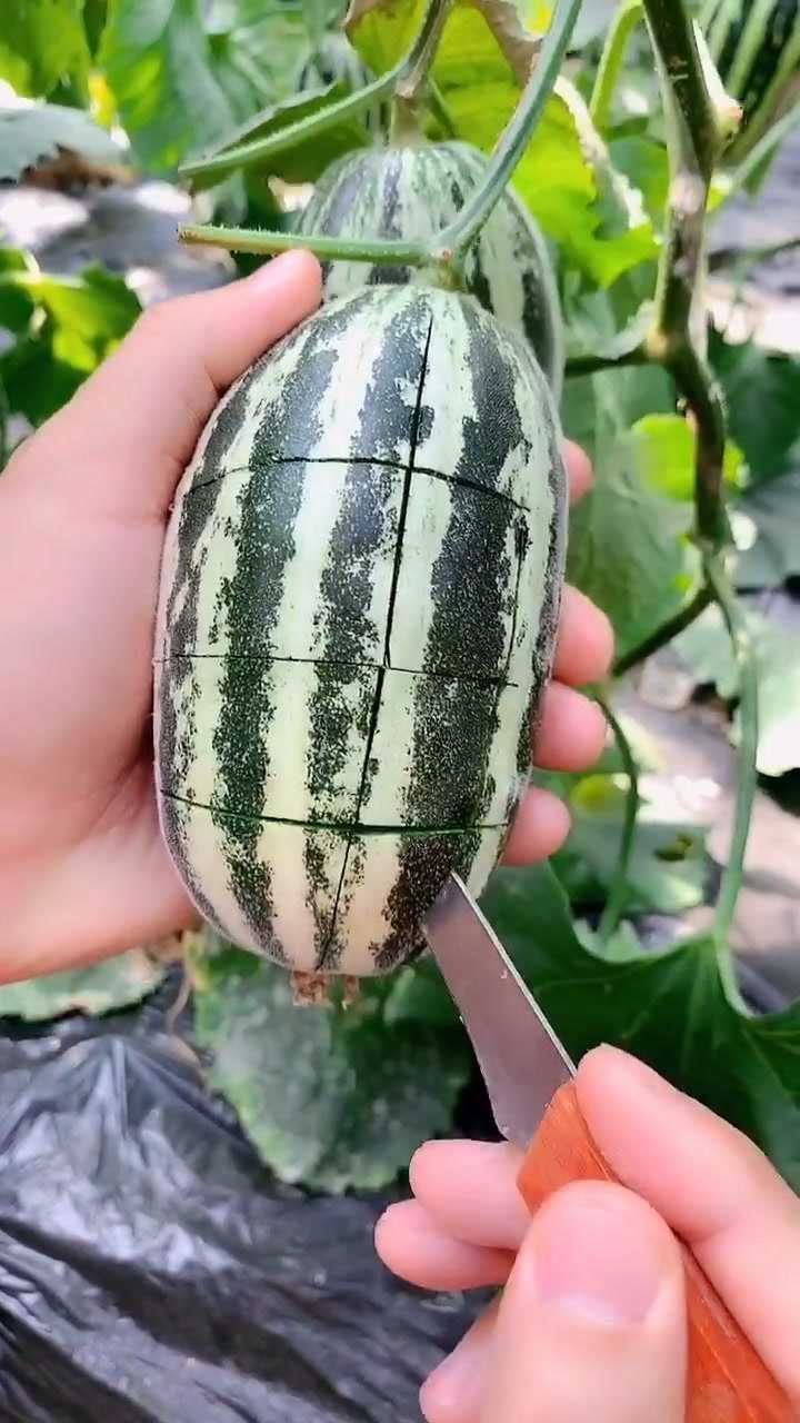 手雷瓜_腾讯视频