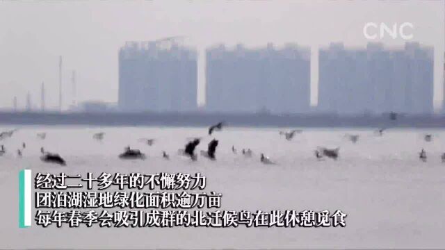 走进县区|天津静海区:湿地保护有成效 春来候鸟归