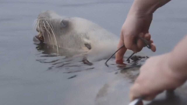 海狮被绳索缠绕多年,深深勒进肉里,被就后眼神满是感激