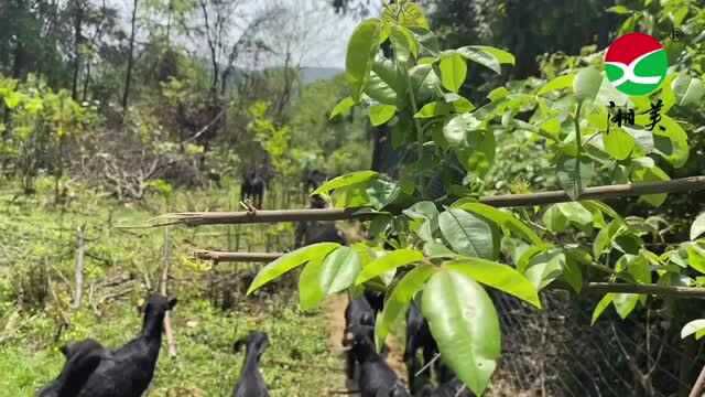 黑山羊遍地跑,满山荒草好养黑山羊,湖南长沙湘美合格种羊场,科技兴牧