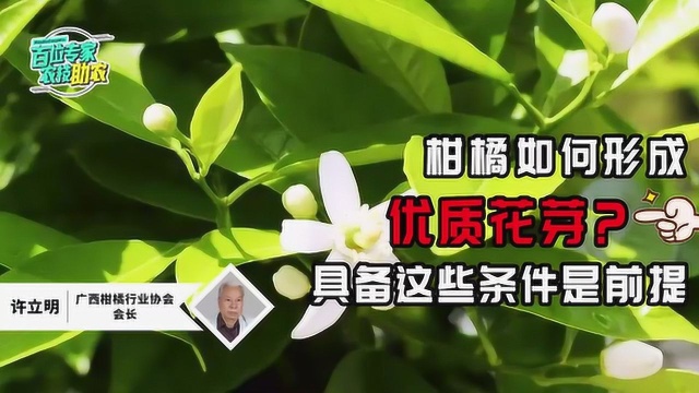 柑橘要想品质好,培育优质花芽是关键,这些管理你知道吗?