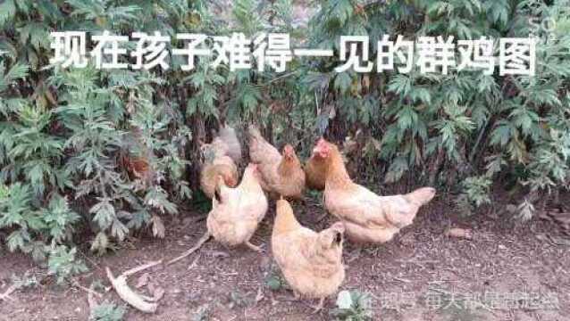 城市孩子难得一见的群鸡图