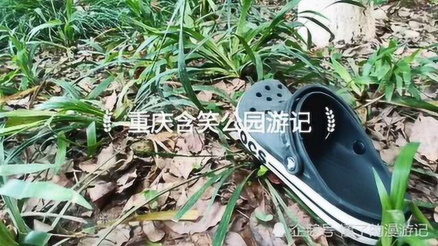 重庆含笑公园游记