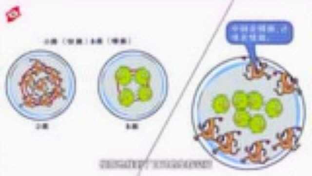 利用迁徙进化实验揭示合成生物建构原理