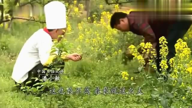 舌尖上的中国:江南野菜马头兰,我还真没吃过!你吃过吗?