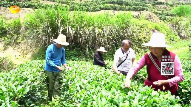 郴州桂东:春风村里沐“春风”