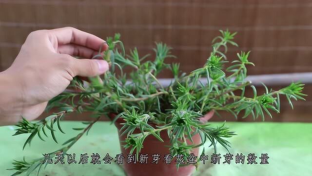 想要四季都赏花,那就种植太阳花吧,教你怎么让它四季开花