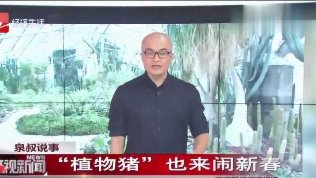 “植物猪”也来闹新春