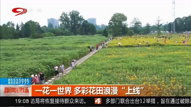 一花一世界 多彩花田浪漫“上线”最适合拍照