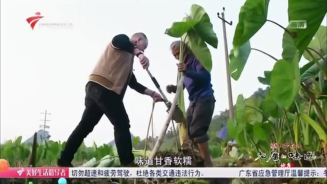 老广的味道:荔浦香芋个头大,味道甘香软糯