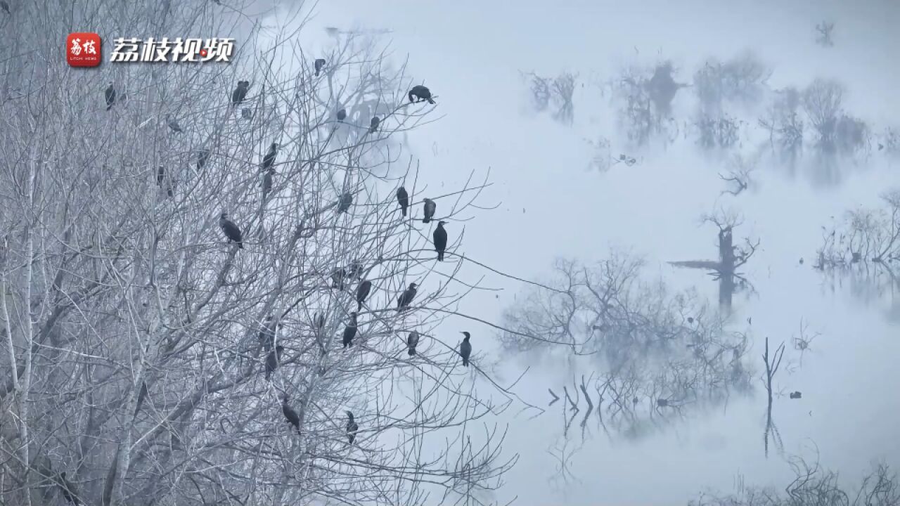 水墨江山!湖北汉江湿地候鸟入画意境悠远