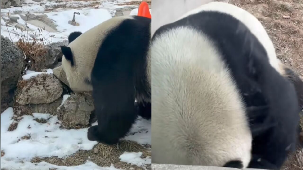 萌兰又准备越狱了?萌兰揽了个大工程,在院子里搬砖挖地道