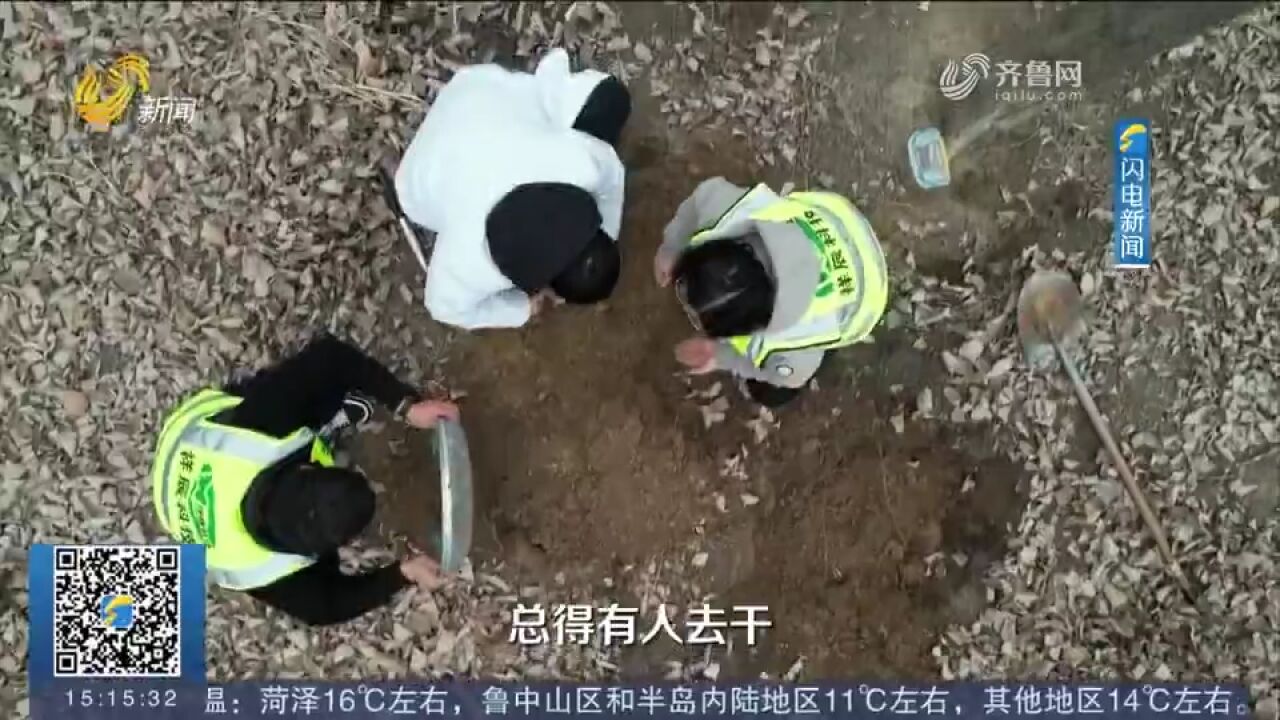 保护母亲河两岸植被!带你认识黄河林里的挖虫人,看她的日常工作