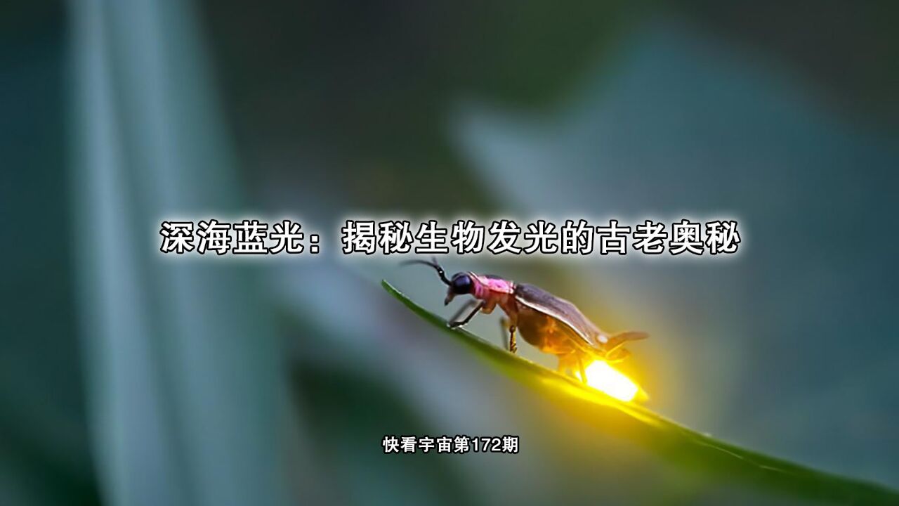 深海蓝光:揭秘生物发光的古老奥秘